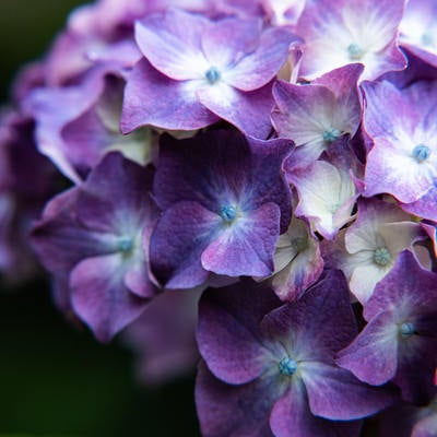 集合した紫陽花の装飾花の写真
