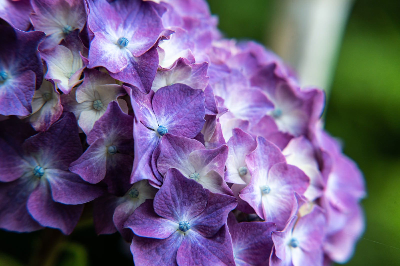 「▲開花を待つ紫陽花と装飾花」の写真