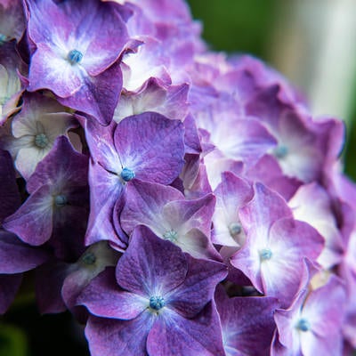 ▲開花を待つ紫陽花と装飾花の写真
