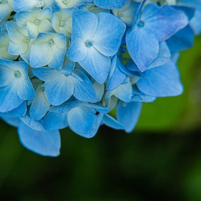 装飾花の青から白へのグラデーションの写真