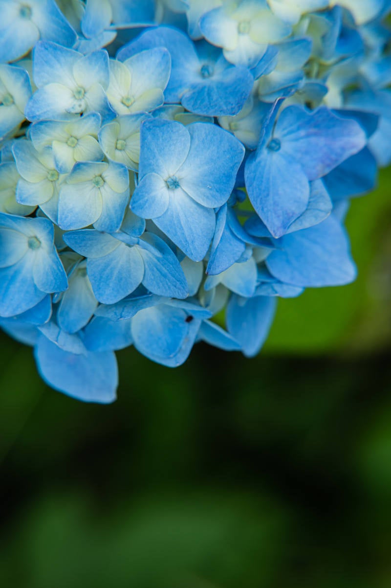 「装飾花の青から白へのグラデーション」の写真