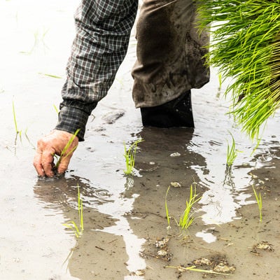 水田に稲を植える人の写真