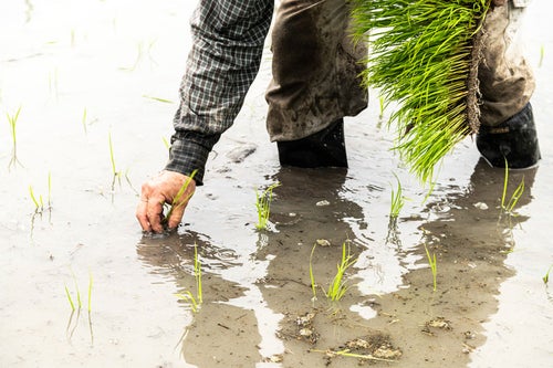 水田に稲を植える人の写真