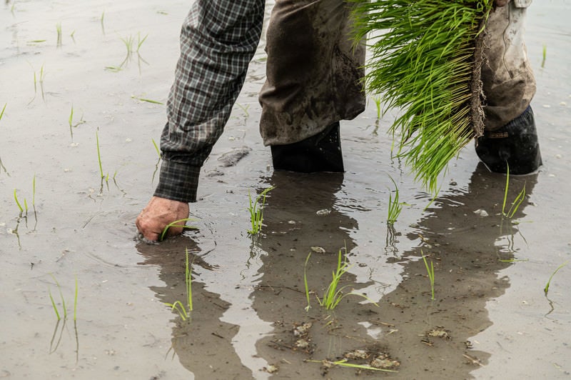 水田に稲を植える人の手元の写真