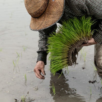 苗を束で手に取り田植えする男性の写真
