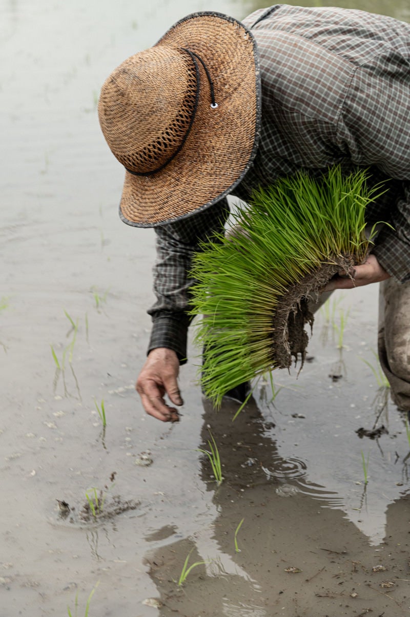 「苗を束で手に取り田植えする男性」の写真