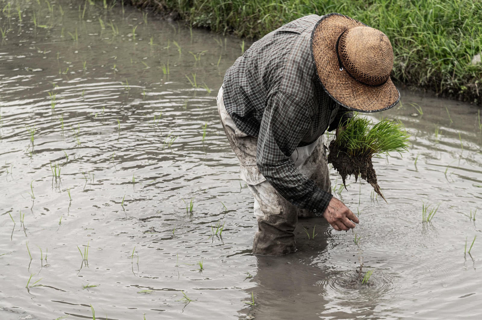「手作業で田植えを進める男性」の写真