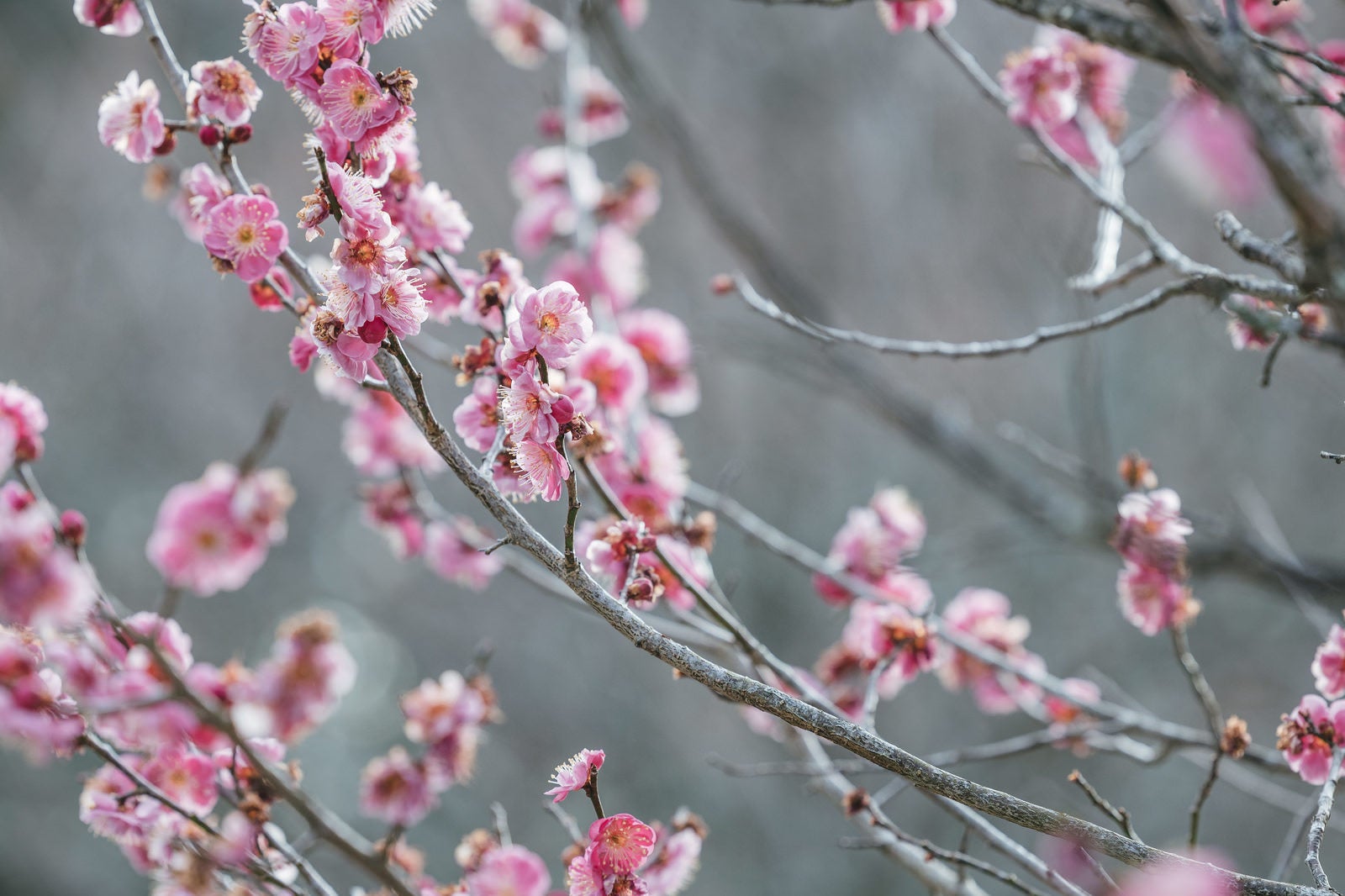 「南相馬で咲いた梅の枝」の写真