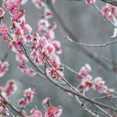 南相馬で咲いた梅の枝の写真