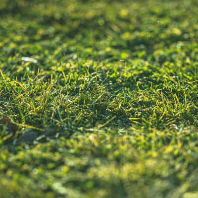 天神岬の緑色の芝生の写真
