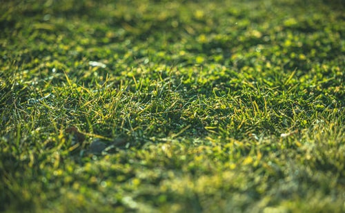 天神岬の緑色の芝生の写真