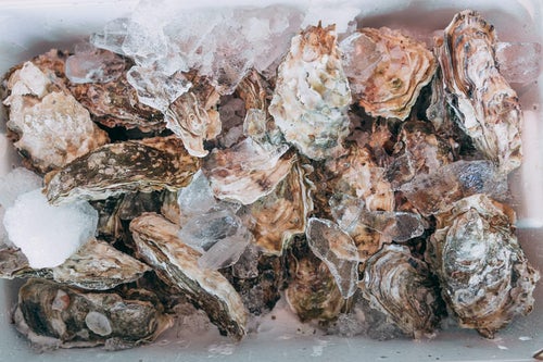 小名浜港の殻付きの岩牡蠣の写真