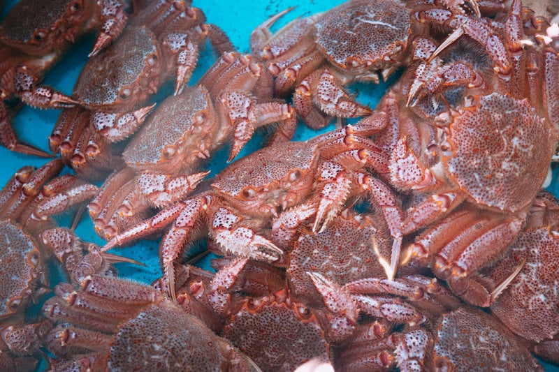 平家ガニの剥製標本：ヘイケガニ科の海洋生物教育 - ぱくたそ