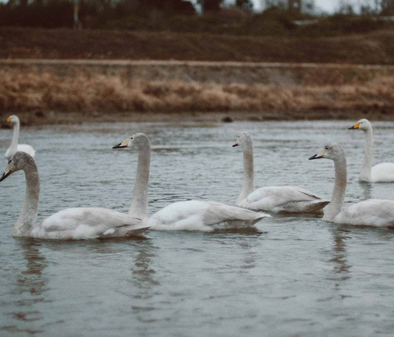 「浪江町の川で遭遇した白鳥の群れ」の写真