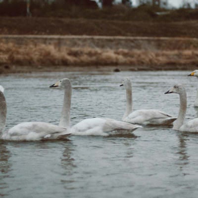浪江町の川で遭遇した白鳥の群れの写真