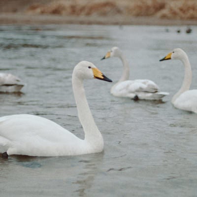 請戸川の浅瀬に集まる白鳥の写真