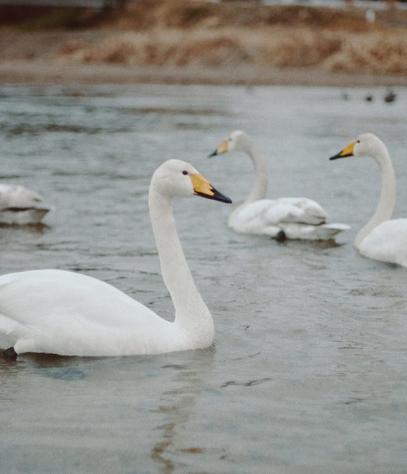 「請戸川の浅瀬に集まる白鳥」の写真