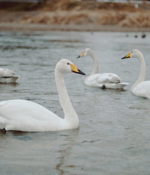 請戸川の浅瀬に集まる白鳥の写真