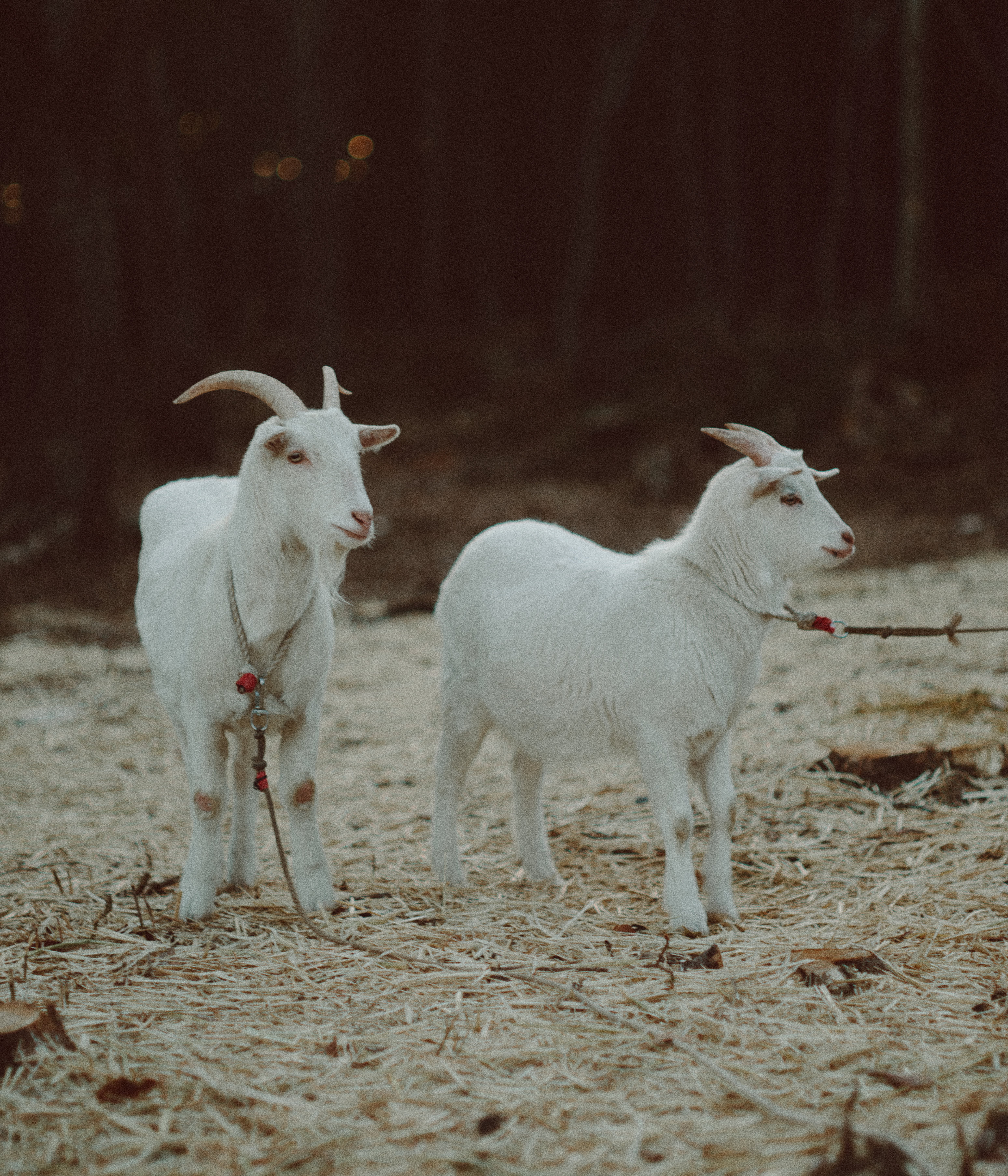 天神岬公園のヤギ2頭の無料の写真素材 - ID.85118｜フリー素材