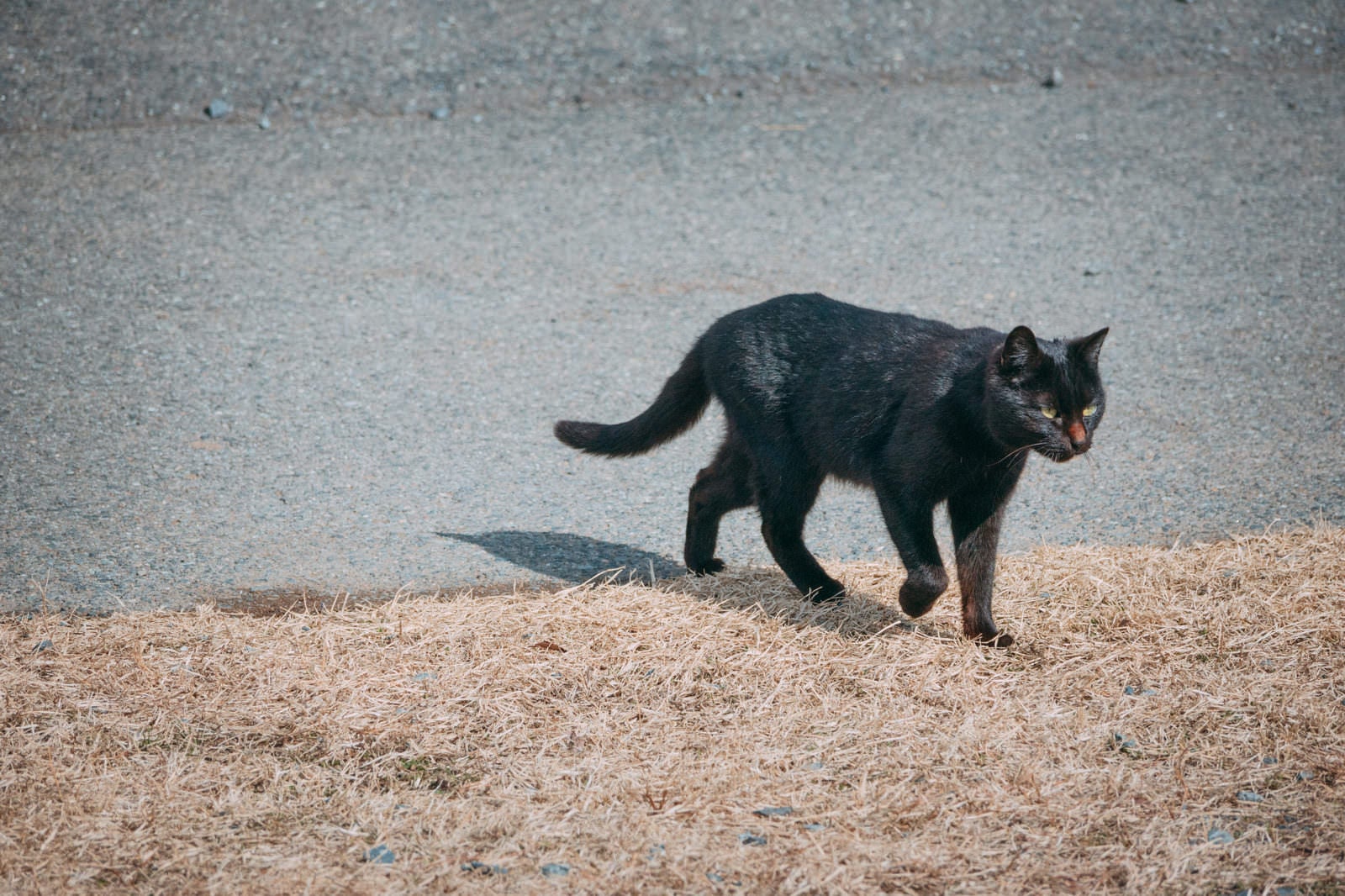 「南相馬市馬事公苑に住み着く黒猫」の写真