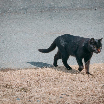 南相馬市馬事公苑に住み着く黒猫の写真