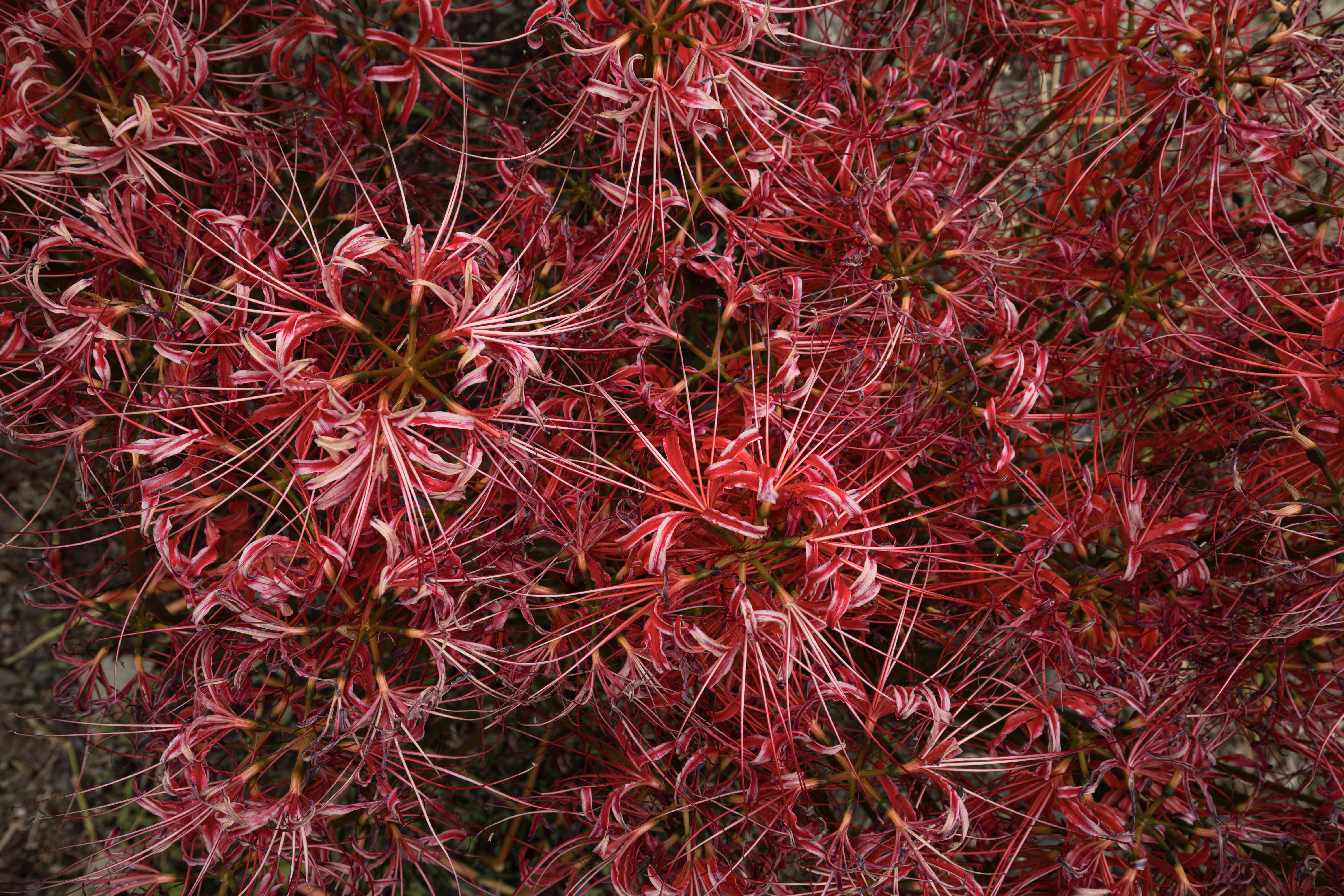 fksyabusameIMG_6060-333.jpg?&