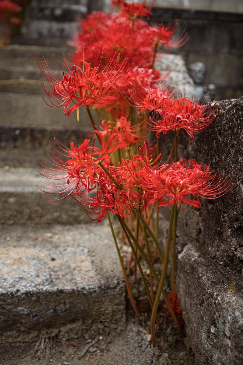 「階段の途中に咲く彼岸花」の写真