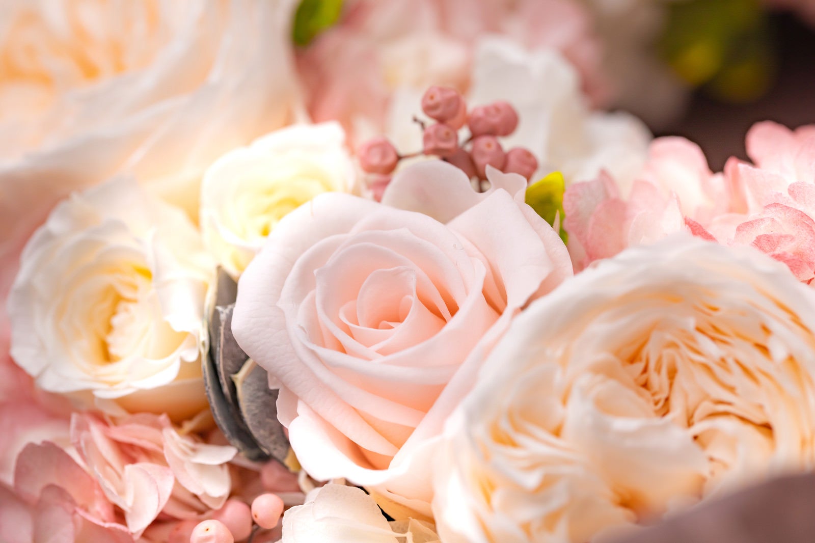 「薄いピンクのキュートな花」の写真