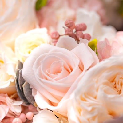 薄いピンクのキュートな花の写真