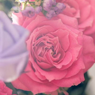 ピンク色のバラの花の写真