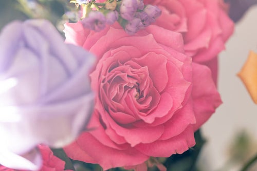 ピンク色のバラの花の写真
