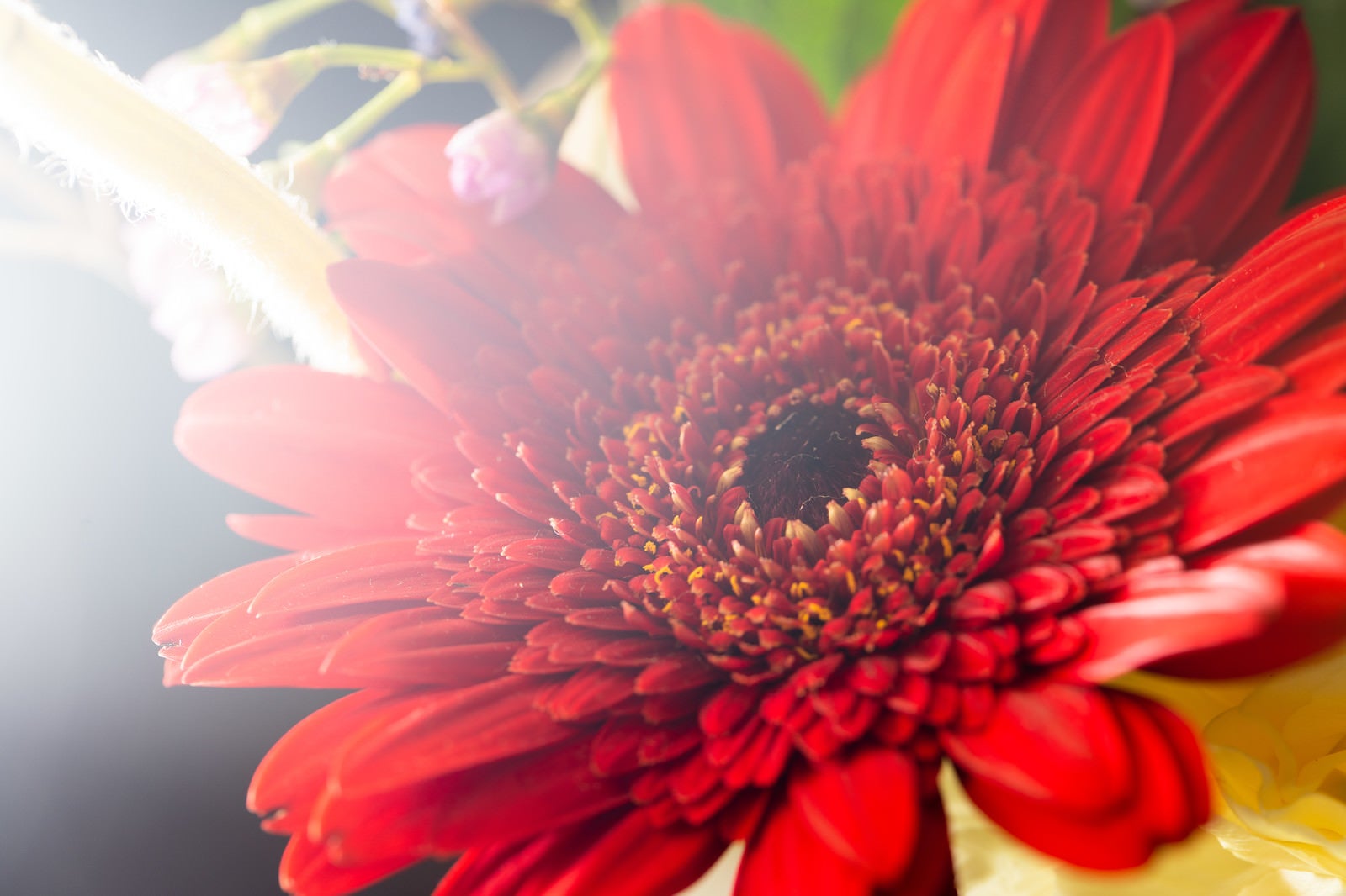 「光が差し込む赤い花」の写真