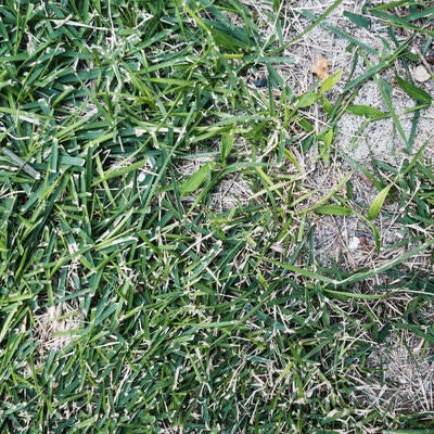 地面に這う笹のテクスチャーの写真