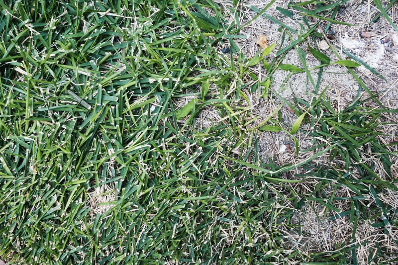 地面に這う笹のテクスチャーの写真