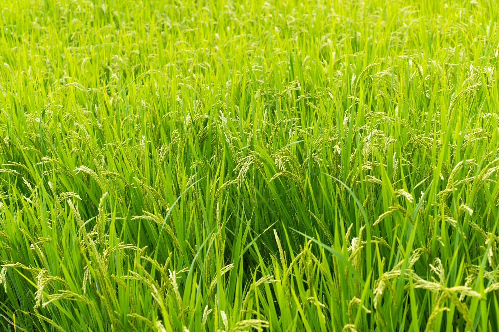 「すくすく育った稲」の写真