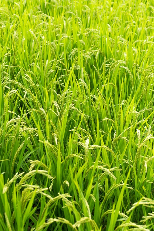 育ちの良い田んぼの稲の写真