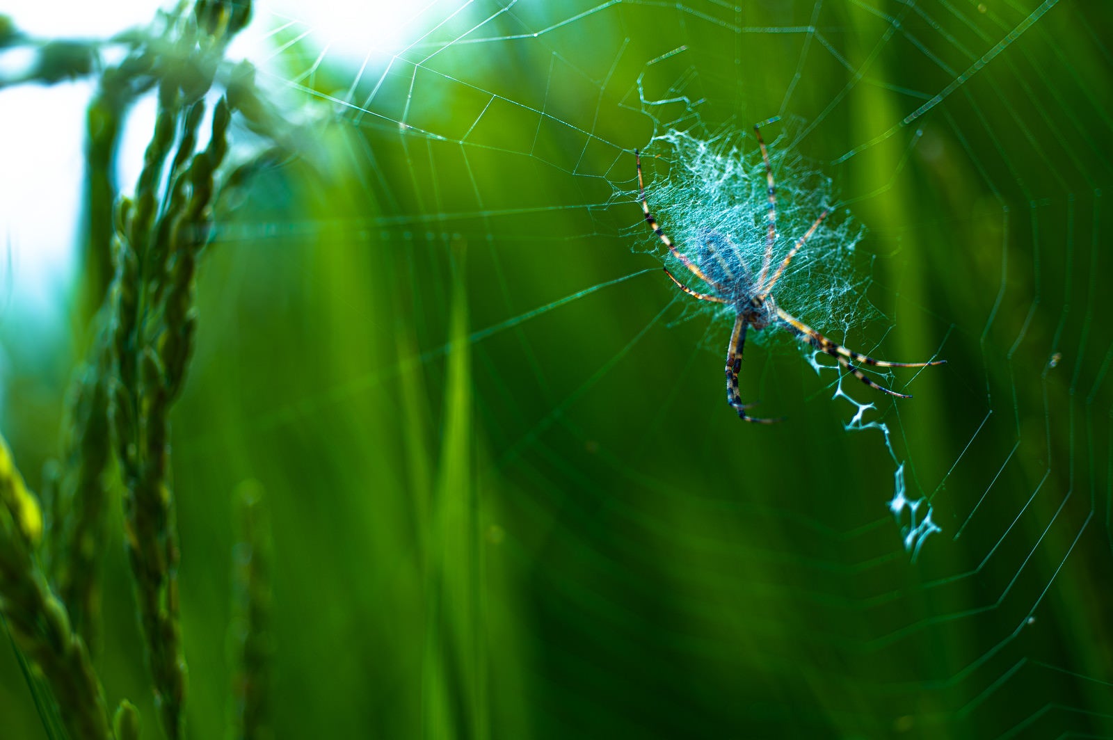 「クモの巣と蜘蛛」の写真