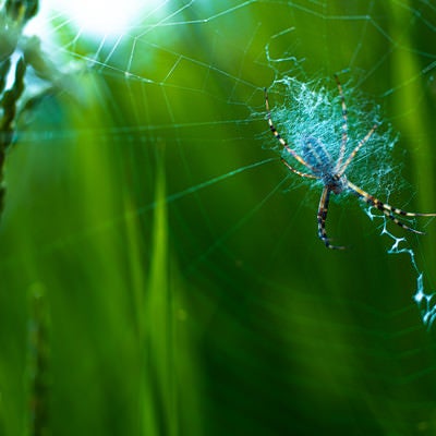 クモの巣と蜘蛛の写真