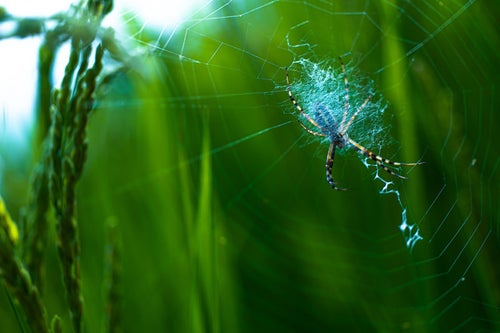 クモの巣と蜘蛛の写真