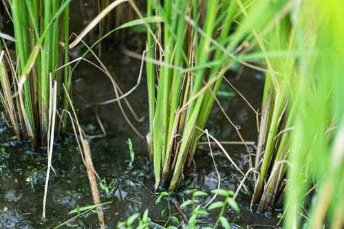 稲の育つ水田の写真