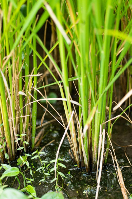 水田から伸びる稲の写真