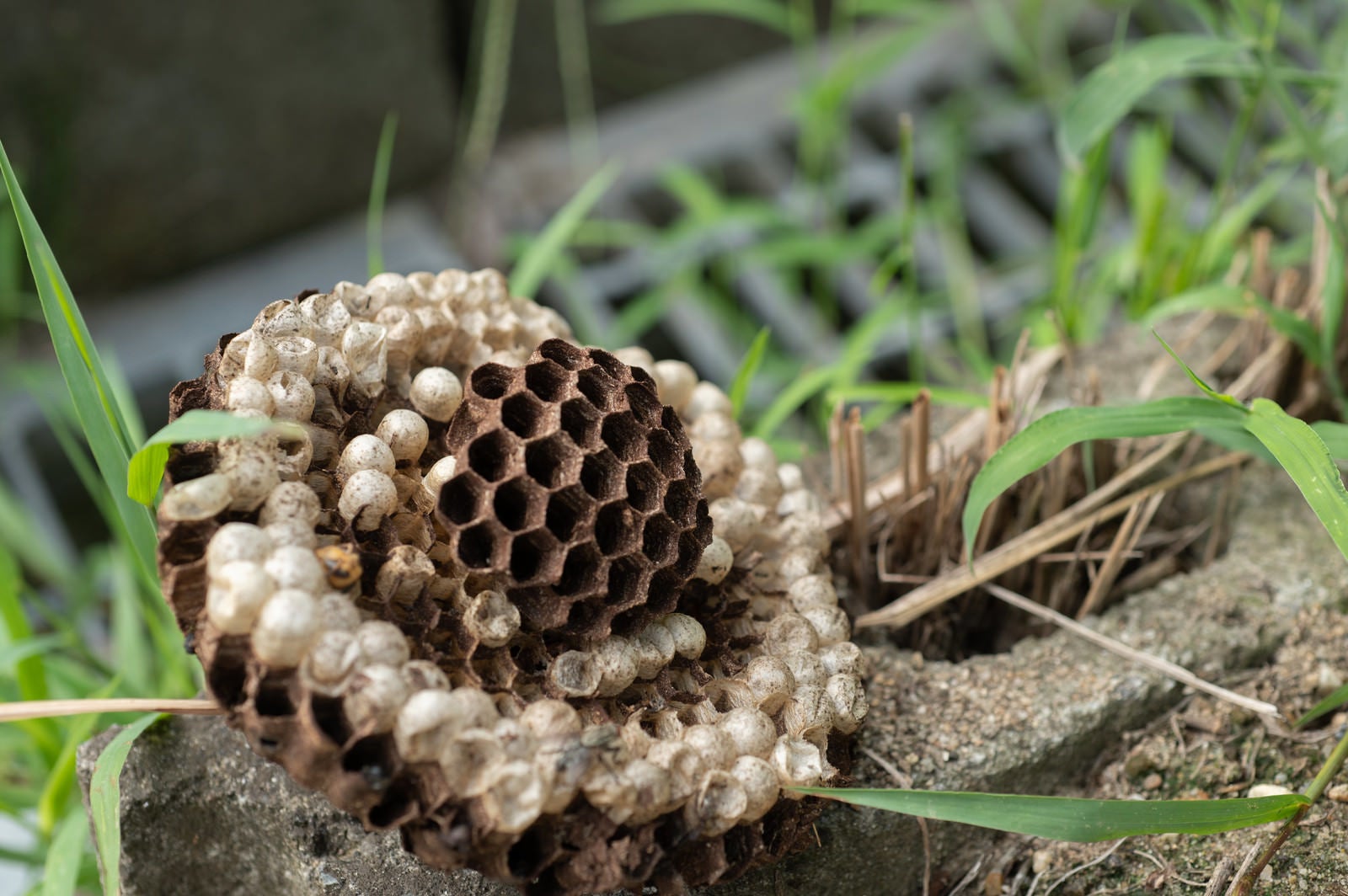 「道端に落ちた蜂の巣」の写真
