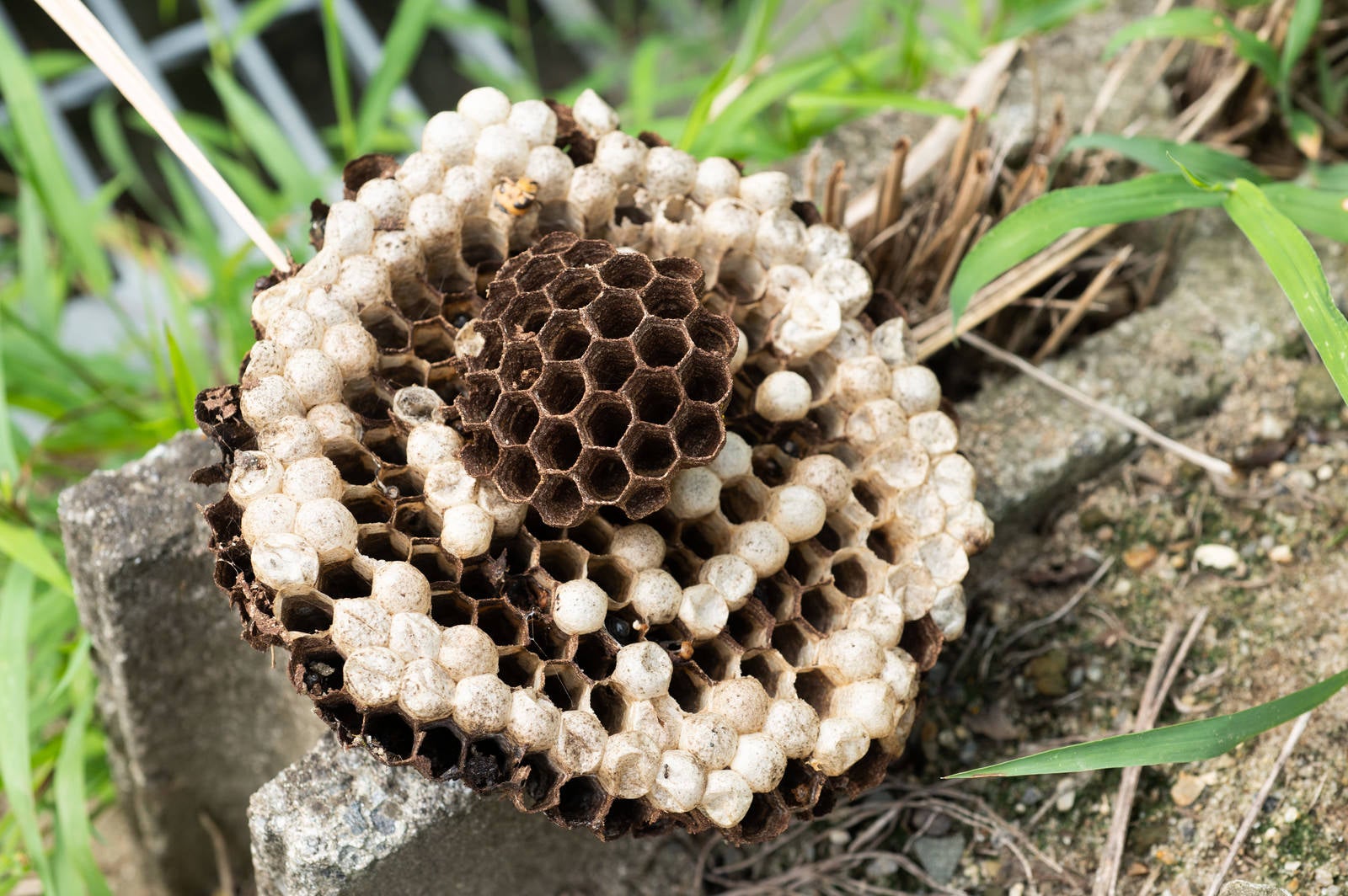 「地面に転がったハチの巣」の写真