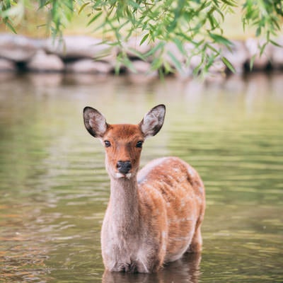 池越えしてきた鹿の写真