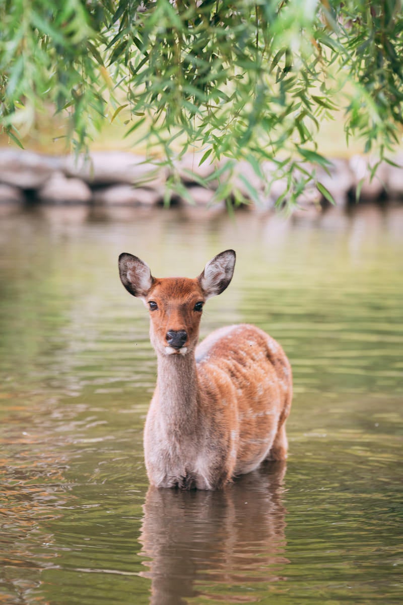 「池越えしてきた鹿」の写真