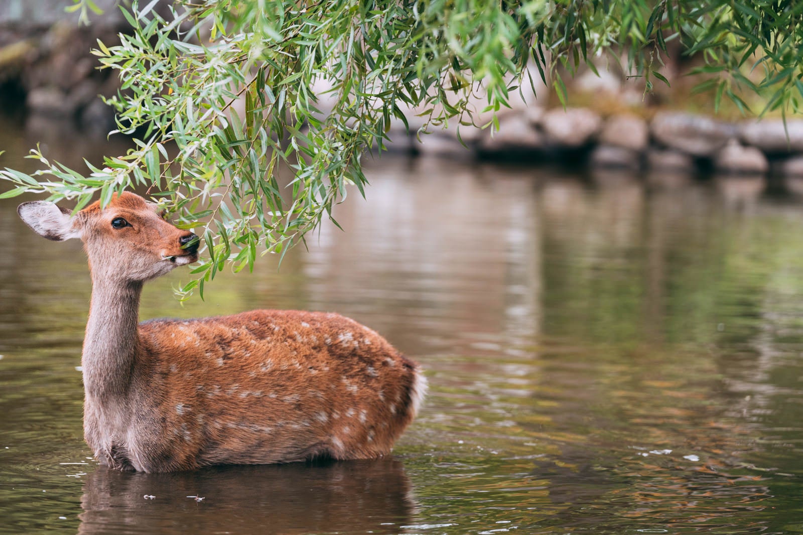「池に浸かりながりむしゃむしゃ食べる鹿」の写真