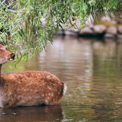 池に浸かりながりむしゃむしゃ食べる鹿の写真