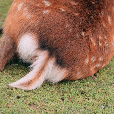 かわいい鹿の尻尾の写真