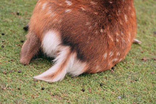 かわいい鹿の尻尾の写真