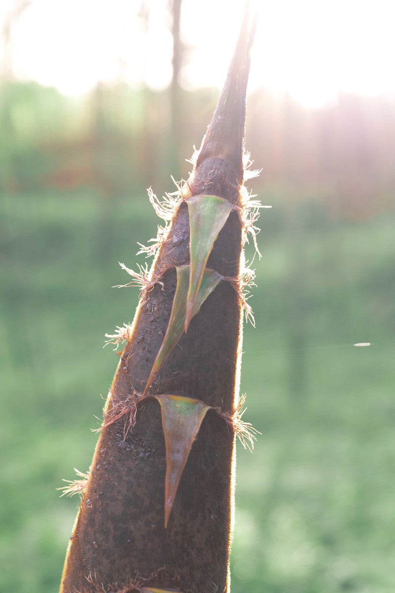 「夕日を背に浴びる竹の子」の写真